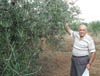 Miniatura della scheda Saperi sulla raccolta delle olive da friggere